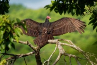 Kondor krocanovity - Cathartes aura - Turkey Vulture o2404